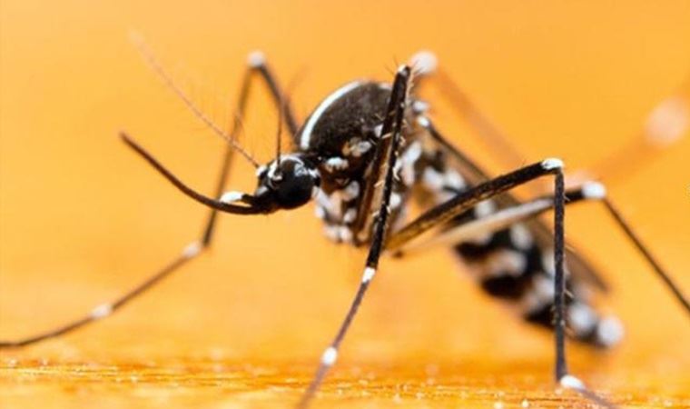 İstanbul'da 'Asya Kaplan Sivrisineği' tehlikesi