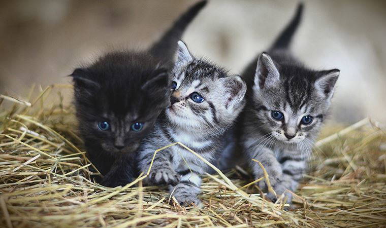 CHP'li vekilden dehşete düşüren iddia: 