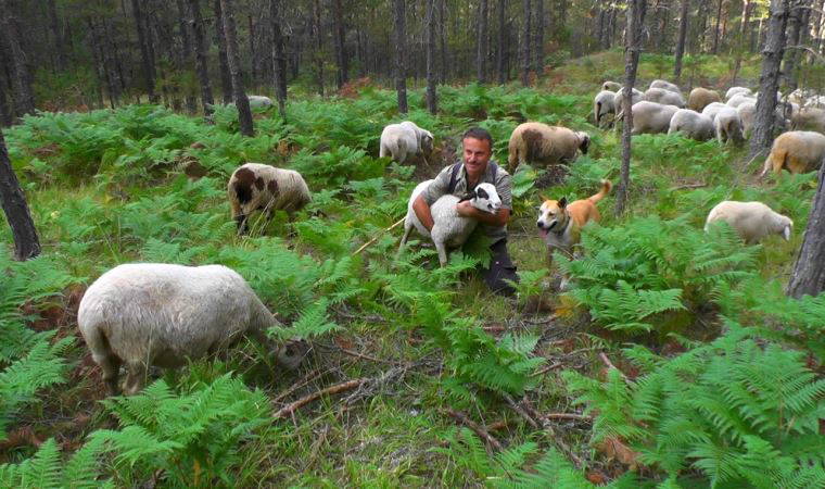 Ankara'da müdürdü, köyüne dönüp hayvan yetiştiricisi oldu