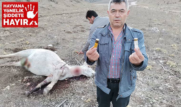 Amasya’da iki yılkı atı silahla vurulmuş halde bulundu