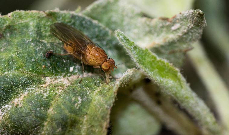 Bilim insanlarına tam 6 kez Nobel kazandıran sinek: DNA'sının yüzde 60'ı insanlar ile benzer