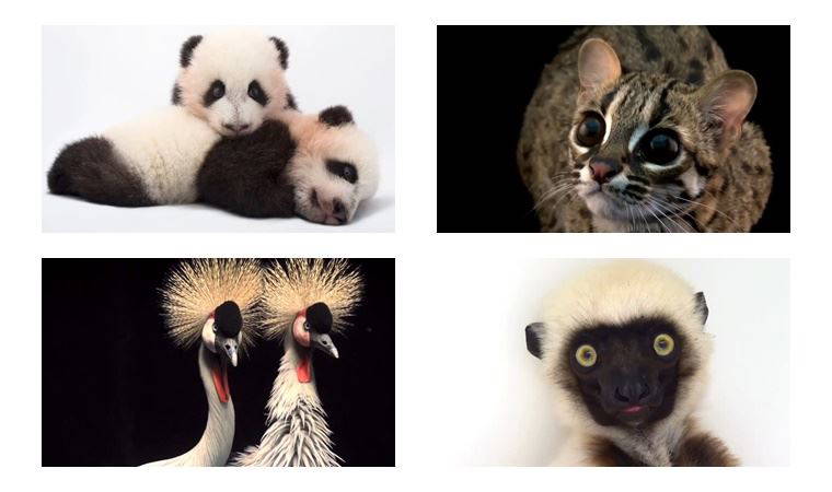 National Geographic sergisi Photo Ark, dijital ziyarete açıldı