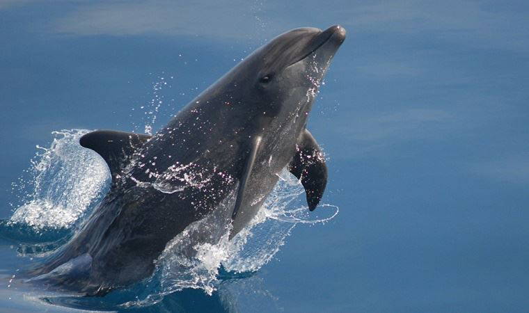 Tepki çeken 'yunusları avlayalım' önerisine yanıt: 'Hamsinin azalmasının nedeni yunuslar değil insan kaynaklarıdır'