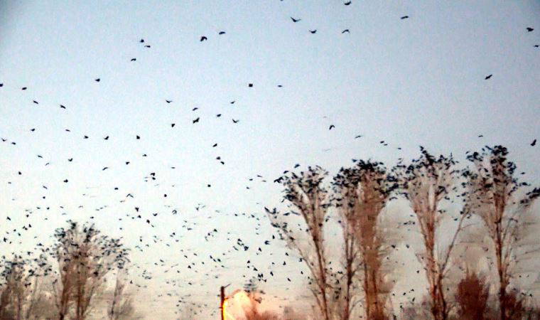 Van'da 'karga' istilası; mahalleli endişeli