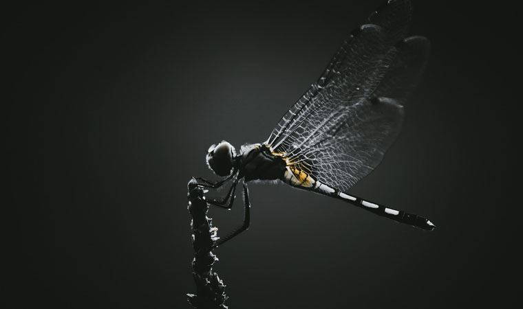 Yapay zeka yeni böcek keşfedecek