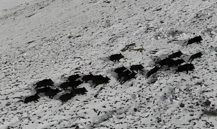 Elazığ’da domuz sürüsünün kaçışları drone ile böyle görüntülendi