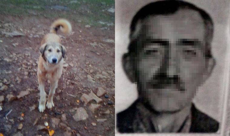 Köpeğini 'fazla ekmek yiyor' diye öldürdü, bin 33 lira ceza kesildi