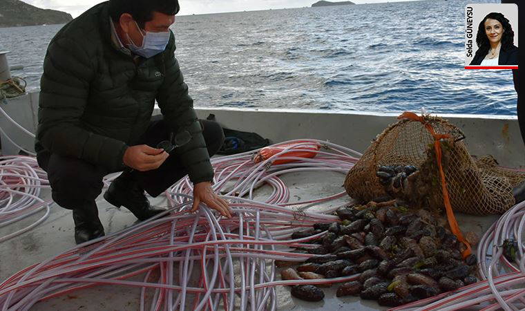 ‘DENİZ PATLICANI’ TARTIŞMASI