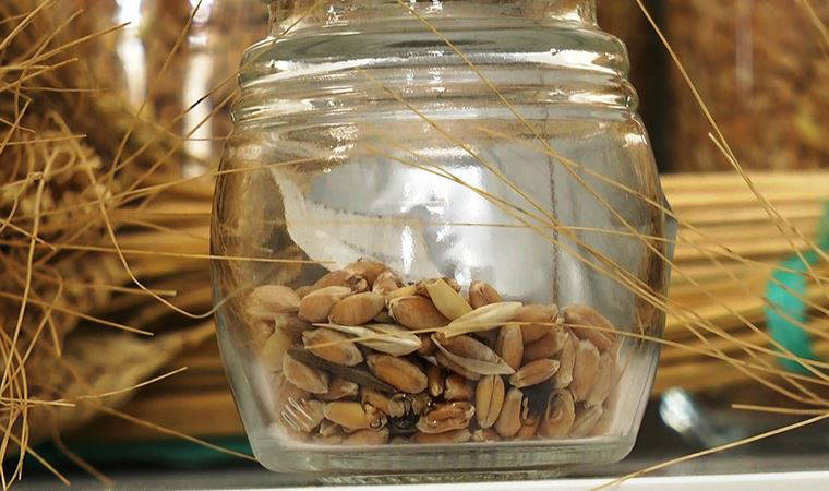 7 bin yıllık ata tohumları Bodrum'da başak verecek