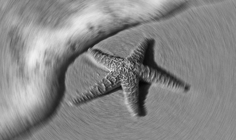 Fas'ta 480 milyon yıllık denizyıldızı fosili keşfedildi