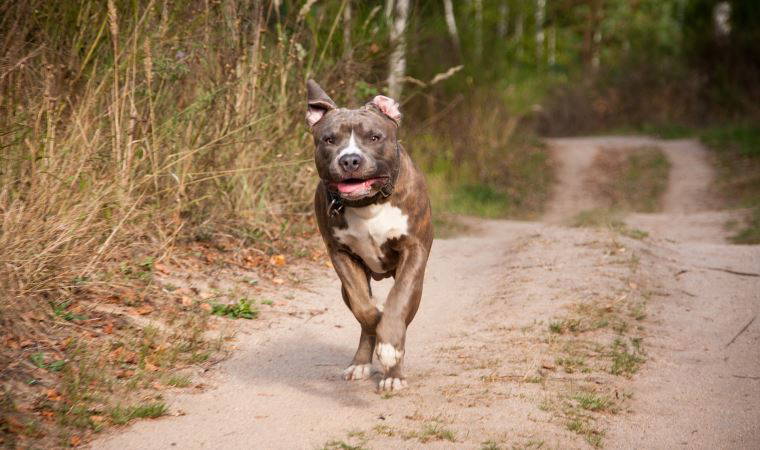 Pitbull neden saldırır? Saldırıların kaynağı insan mı?