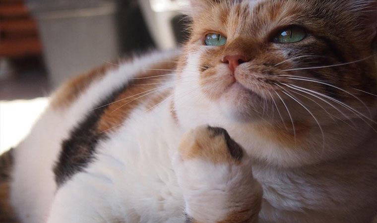 Ekranların sevilen kedisi Zümrüt Şaziye, ihtiyaç sahiplerine el uzatmaya devam ediyor