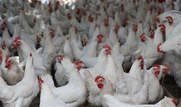 Bakanlık GDO’lu yeme onay verdi