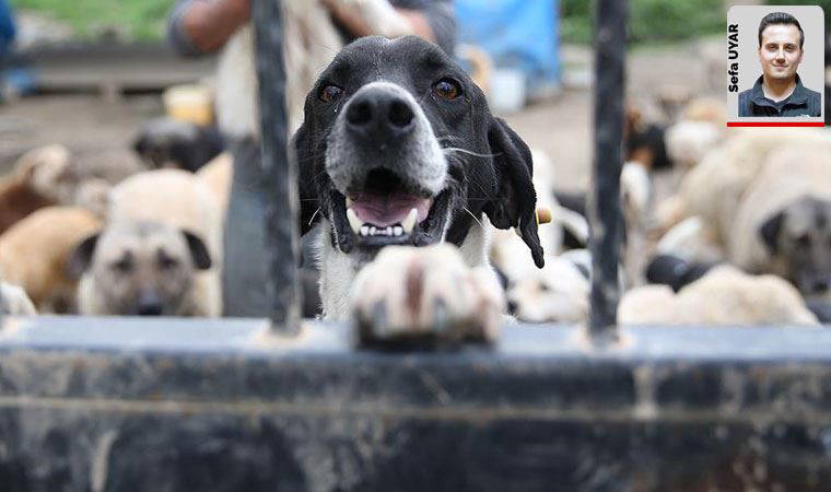 Hayvan hakları yasası açıklaması akıllara erken seçimi getirdi