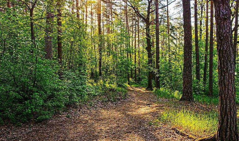 Antalya'da sokağa çıkma yasağında jandarma eşliğinde ağaçları kestiler