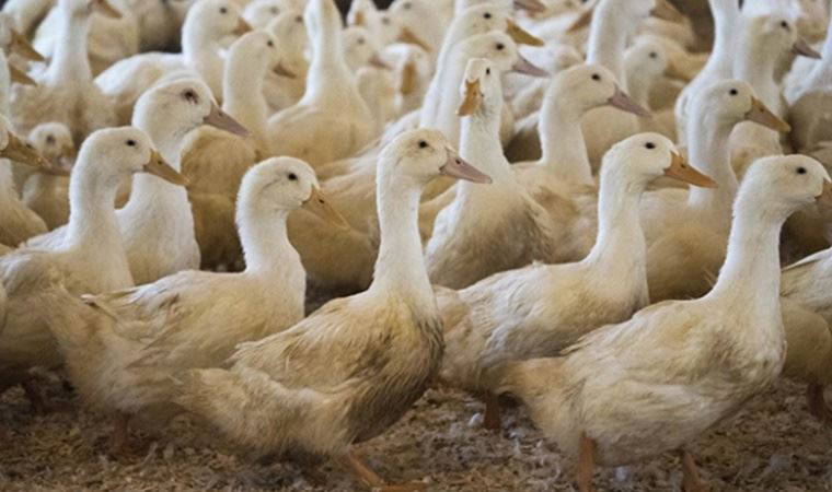Fransa'da 2 milyona yakın ördek kuş gribi nedeniyle öldürüldü