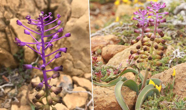 Sandras'ta yeni bir bitki türü keşfedildi: Muğla sümbülü