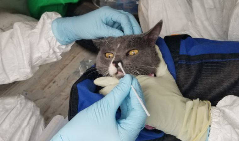 Bilim insanlarından Covid-19 uyarısı: Evcil hayvanlar da aşılanmalı