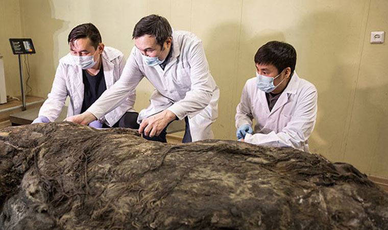 Sibirya’da 40 bin yıldır buzulda korunan gergedan keşfedildi
