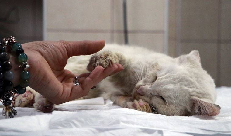 Bunun adı işkencedir: Tüfekle vurulan kedi, yaşam mücadelesini kaybetti