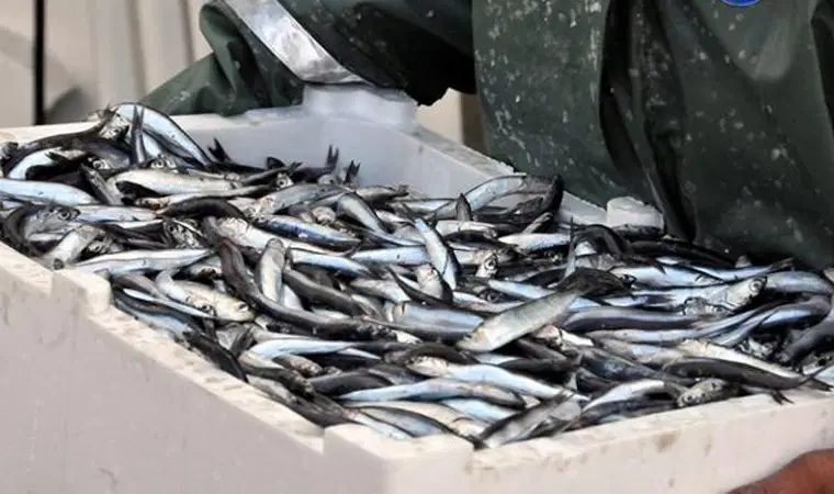 Karadeniz'de balık stokları azalıyor