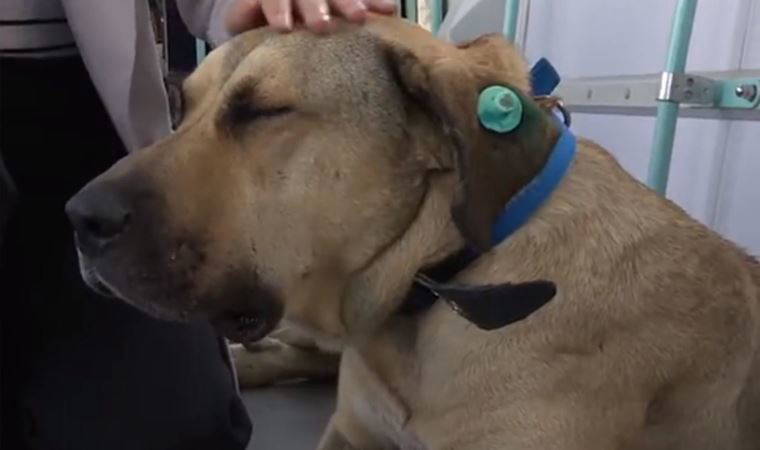 Toplu taşımayla İstanbul'da dolaşan köpek BOJİ''ye GPS takıldı