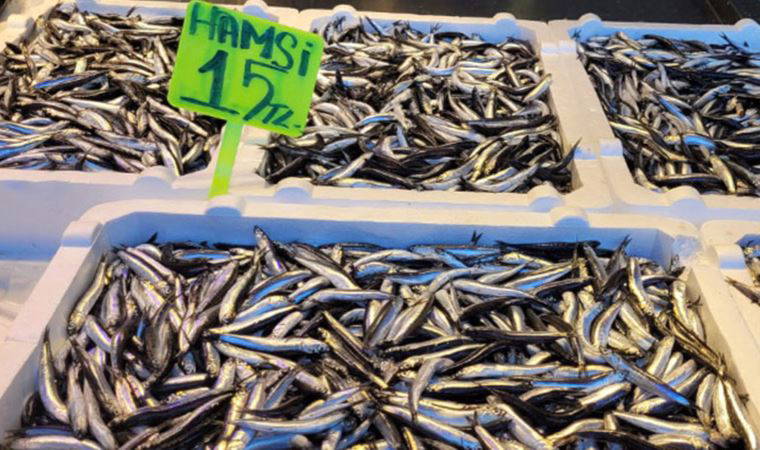 Karadeniz'de hamsi bolluğu; fiyatı yarıya düştü