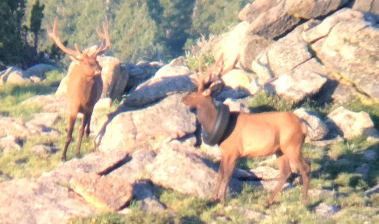 ABD'de 2 yıldır boynunda lastikle dolaşan geyik kurtarıldı