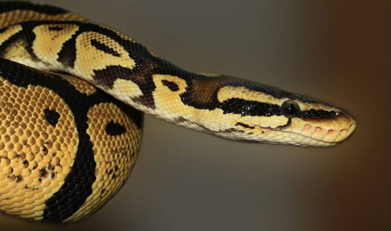 Klozetinden yaklaşık 1 metrelik piton yılanı çıktı