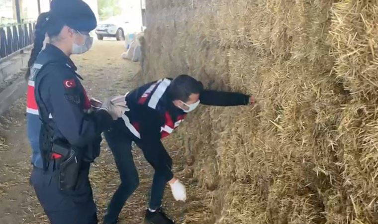 Saman altından çıktı