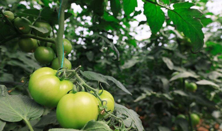 Domatesin fiyatı 10 lirayı geçti