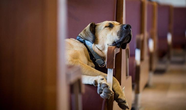 Boji ile şehir turu: ‘Bir köpek yolcumuz var, treni kullanmak istiyor’