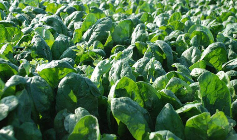 Üreticileri zehirli ıspanak iddiaları vurdu: 'Haller ıspanak almıyor'