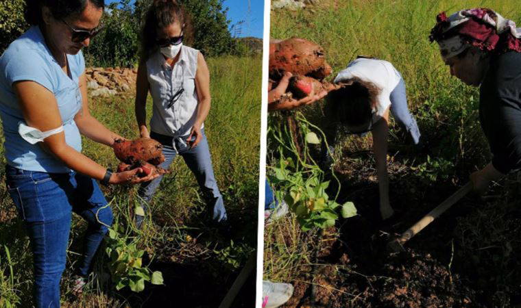 Mersinli kadınlar ilk kez yetiştirdi; ay sonunda hasat var