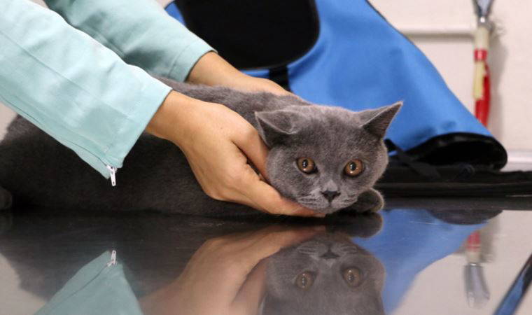 Veterinerler uyardı: Süre daralıyor