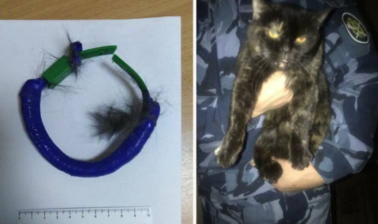 Rusya’da hapishane içinde uyuşturucu taşıyan kedi yakalandı
