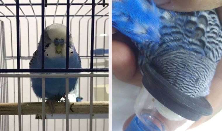 33 gramlık muhabbet kuşu yaşam mücadelesi veriyor: Karnında tümör tespit edildi