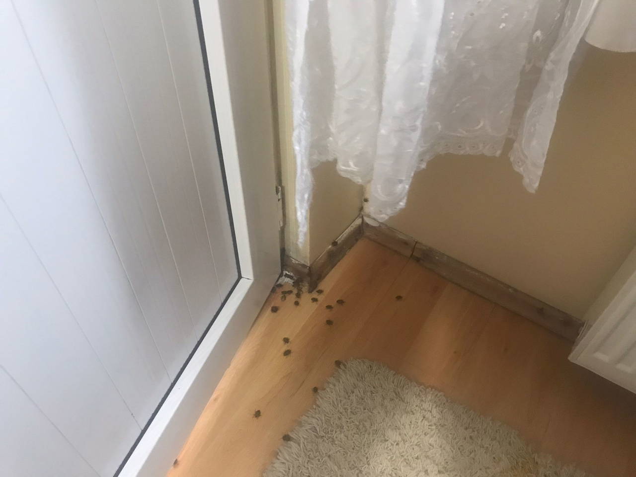 İstanbul'da 'kokarca böceği' kabusu