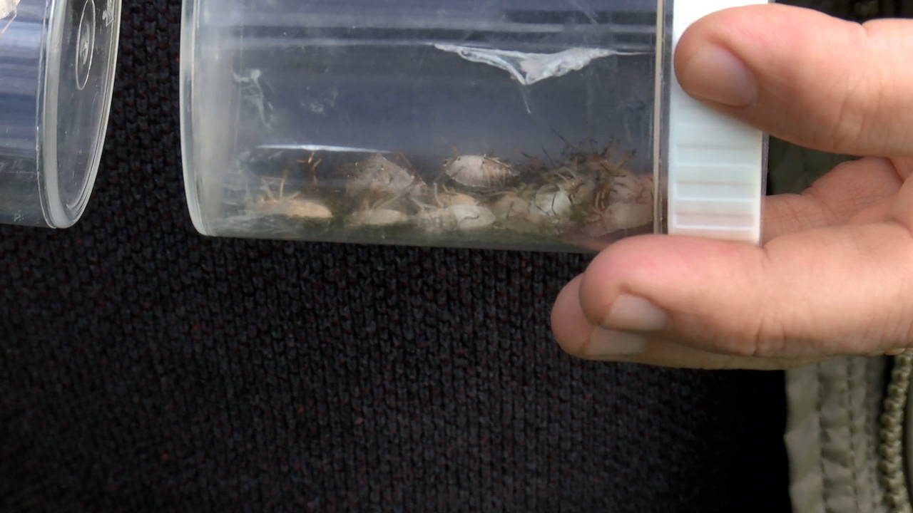 İstanbul'da 'kokarca böceği' kabusu