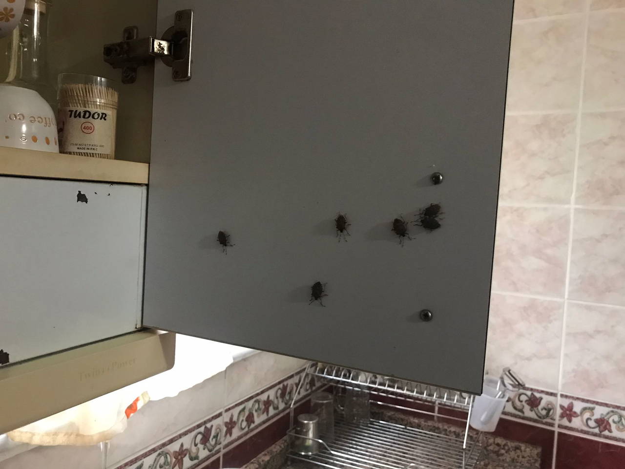 İstanbul'da 'kokarca böceği' kabusu