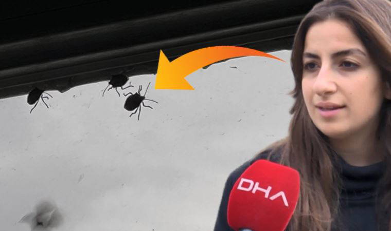 İstanbul'da 'kokarca böceği' kabusu