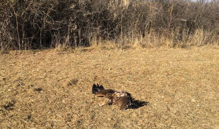 Nesli tehlike altındaki şah kartal, Ankara'da tüfekle vuruldu