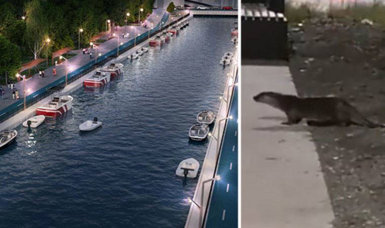 Kadıköy Kurbağalıdere'de su samuru görüntülendi