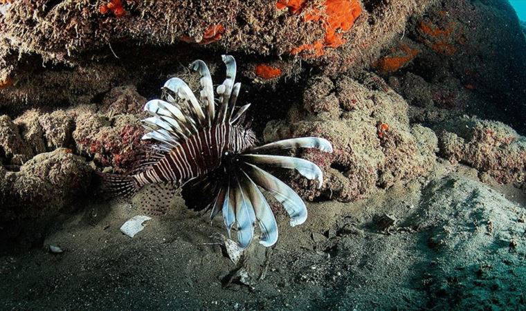 Kızıldeniz'in 'istilacısı' aslan balığı Ege'de de yayılıyor