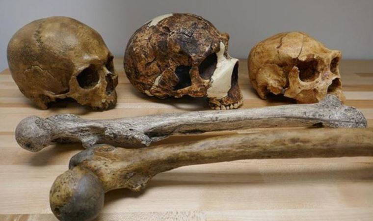 Yeni bir insan türü bulundu: 'Homo bodoensis'
