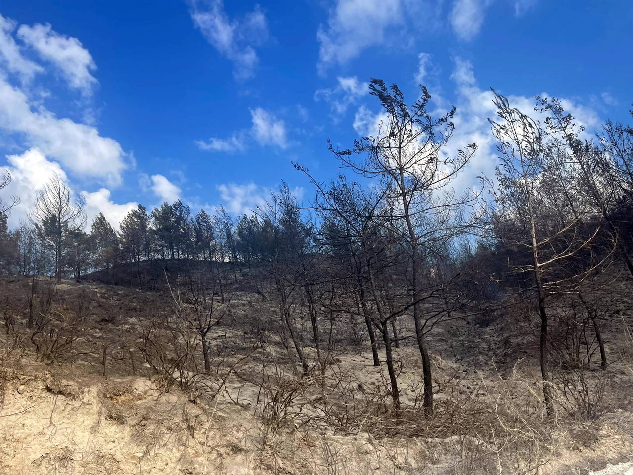 Muğla'da orman yangını çıktı!