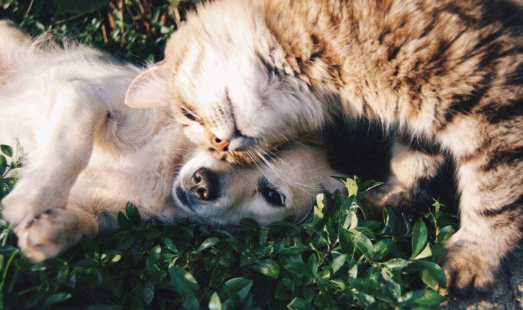 Ezeli tartışma: Köpekler mi yoksa kediler mi daha zeki?