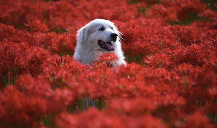 Köpekler 1 haftada 12 isim öğrenip 2 ay boyunca aklında tutabiliyor