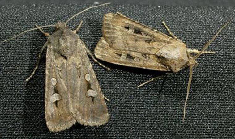 Şehirlerdeki ışık kirliliği böceklerin davranışlarını değiştirdi