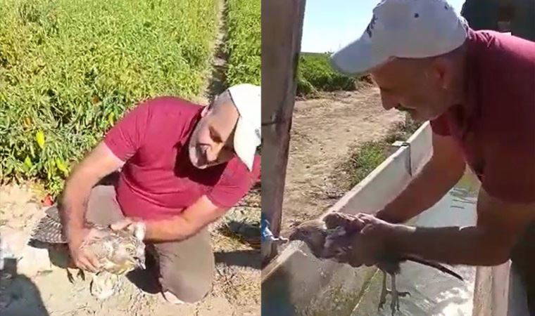 Acı biber yiyip kalbi duran şahini, çiftçinin masajı kurtardı